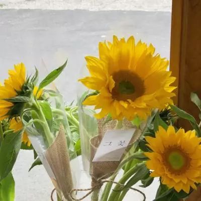 足球滚球的正规平台app手机app下载